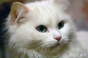 Принцесса. Фото: Игорь Матвеев