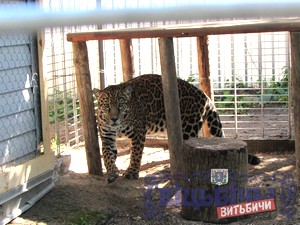 Ягуар Яго. Витебский зоопарк